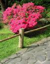 More blossoms in the Japanese Tea Garden.